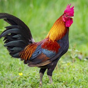 Tiger Deshi Chicken  Per Kg --টাইগার দেশি মুরগি প্রতি কেজি