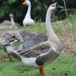 Deshi Swan Duck Price Per kg -দেশী রাজ হাঁস