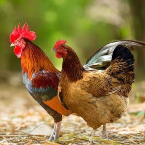Sonali Chicken Per kg -সোনালি মুরগি প্রতি কেজি