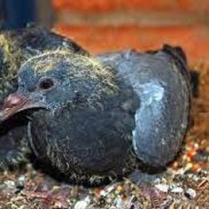 Pigeon Baby Per Pair-কবুতরের বেবি (প্রতি জোড়া)