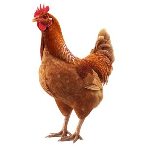 Premium Deshi Chicken Per kg -প্রিমিয়াম দেশি মুরগি  প্রতি কেজি